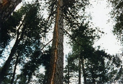 new_foudre1SM.JPG