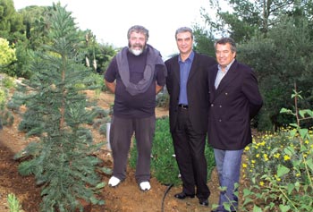 14%20%20Wollemi.arbre.jpg