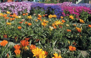 new_parterre%20fleur.jpg