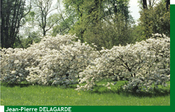 Prunus du Parc de courson au printemps