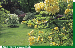 Floraisons jaunes du parc de Courson au Printemps