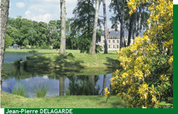 Floraisons jaunes du Parc de Courson au Printemps