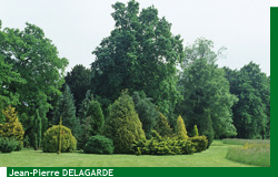 Les conifi�res du Parc de Courson en �t�