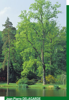 les bords de l'�tang du Parc de Courson