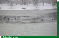Les canards sur l'�tang de Courson en hiver