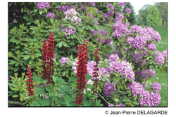 Floraisons de printemps � Courson
